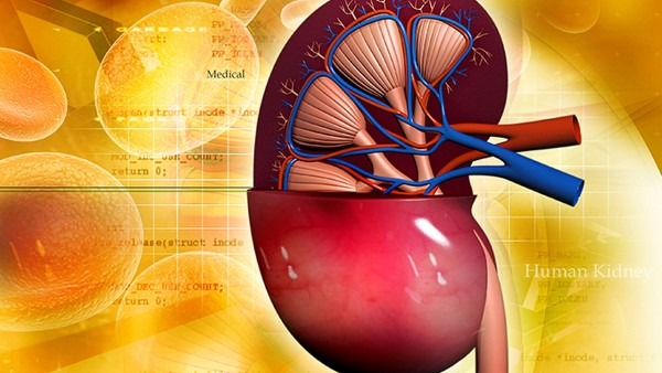 高尿酸对肾脏有什么危害？小心高尿酸引发肾结石