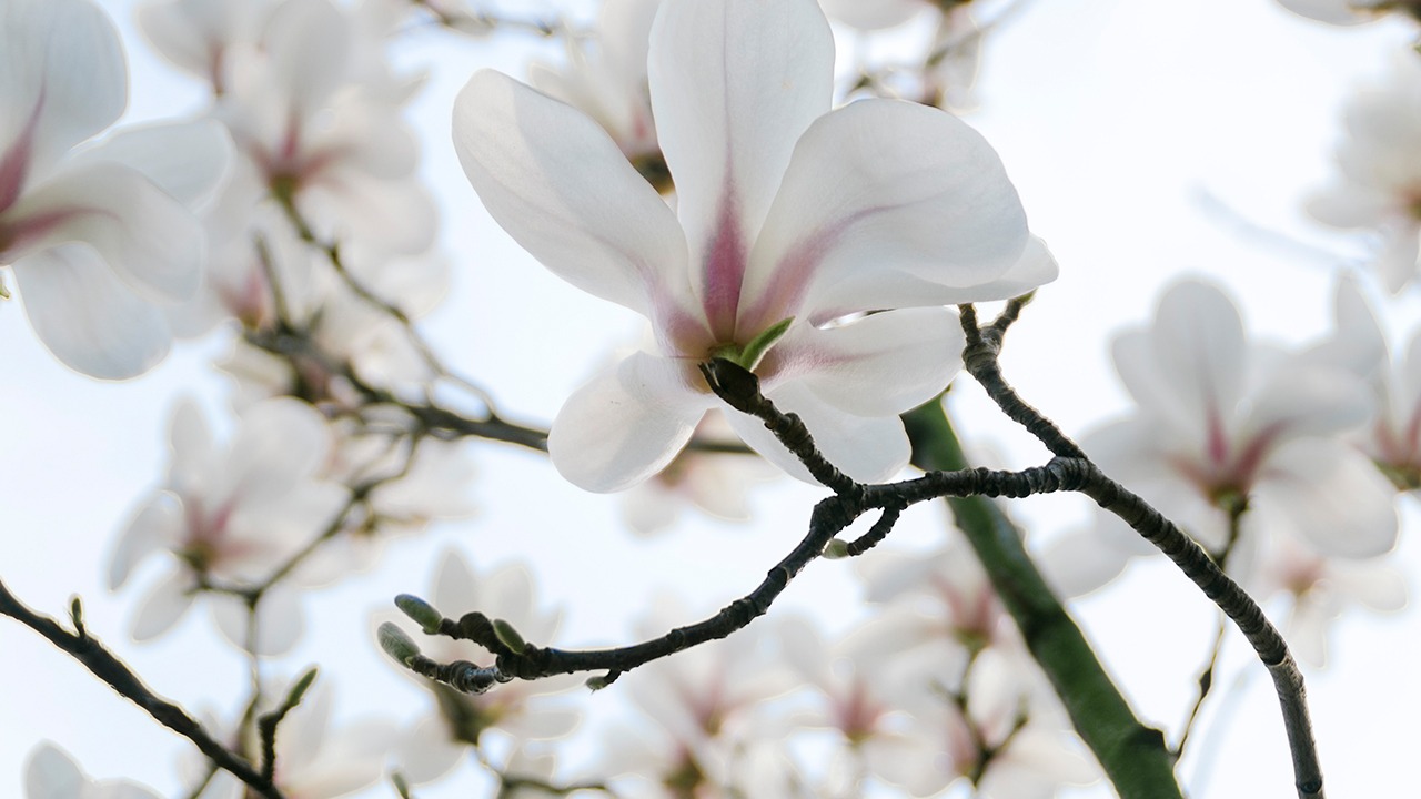 合欢花粥安神美容 六种花粥让你如花似玉