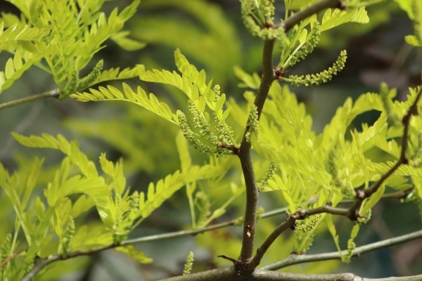 春困应该怎么办？试试4款调理茶饮