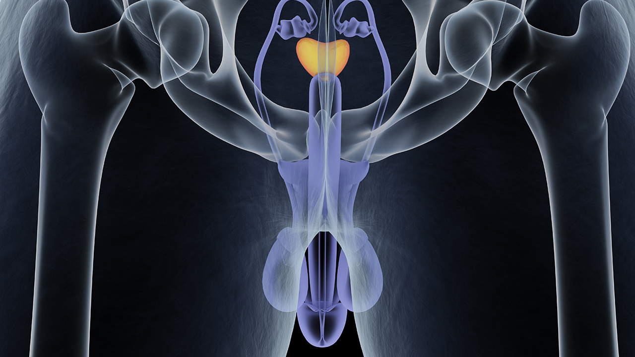 前列腺是什么？前列腺功能有哪些
