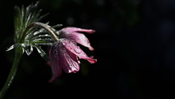 感冒风寒推荐荆芥穗 揭秘中药药材荆芥穗的4大作用