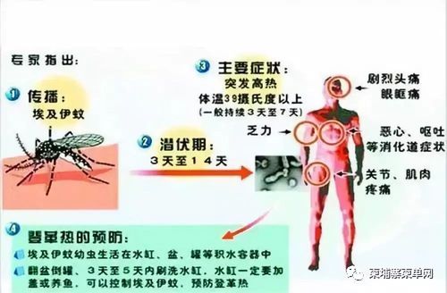 登革热病病人隔离多长时间