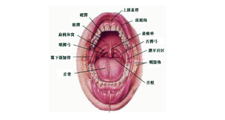 口腔溃疡病因 嘴里长的溃疡