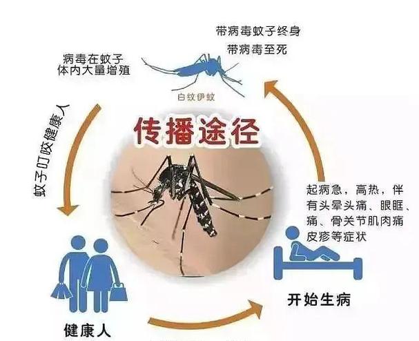 登革热病毒阳性是什么意思