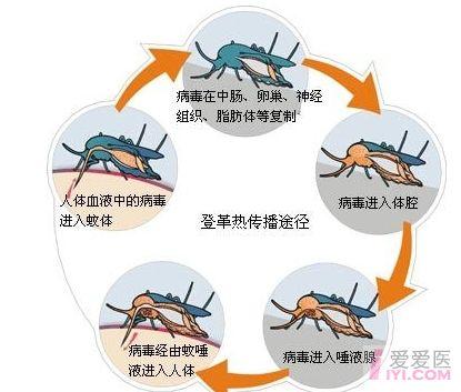 登革热病的传播途径是什么