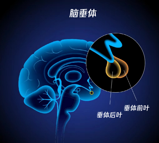 垂体功能低下贫血是怎么回事