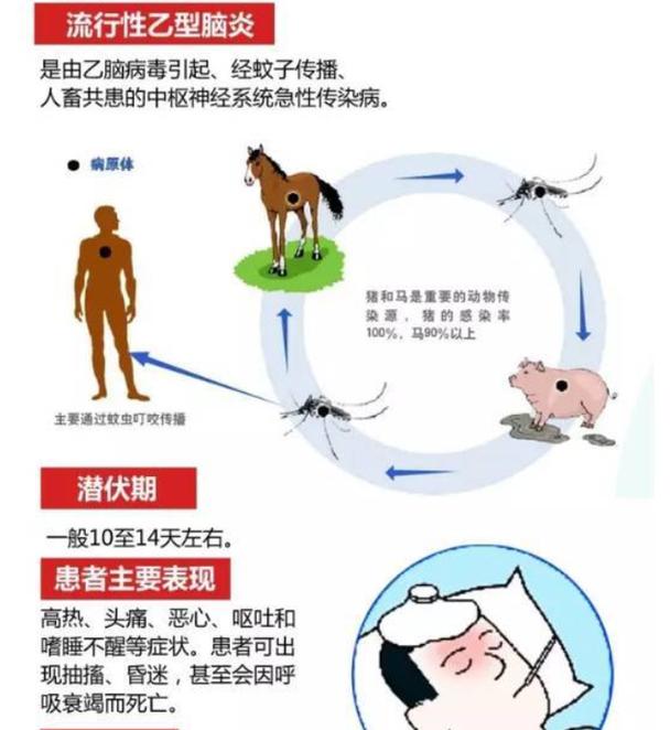 登革热的传播媒介是按蚊吗