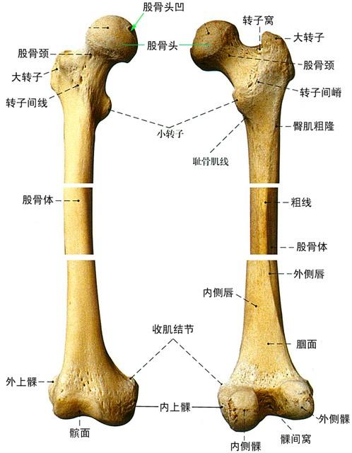 股骨坏死和肾虚有什么关系