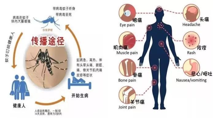 登革热病毒是哪类传染病