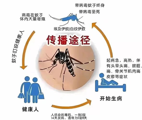 登革热病毒是哪类传染病