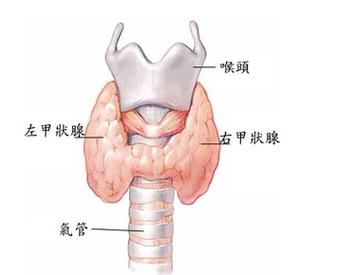 甲状腺癌带状肌受侵