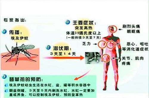 登革热伴心肌炎如何治疗