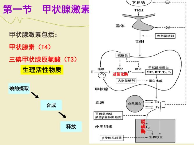 甲状腺癌打生长激素