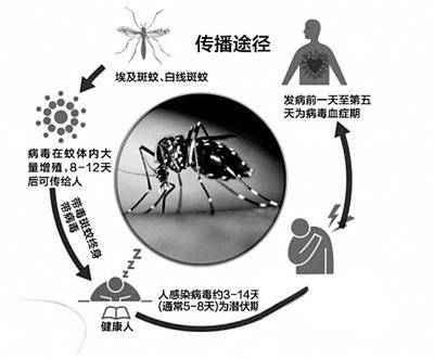 登革热病毒膜融合的特点