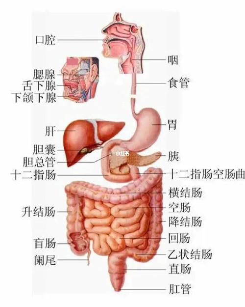 肠梗阻还会复发吗