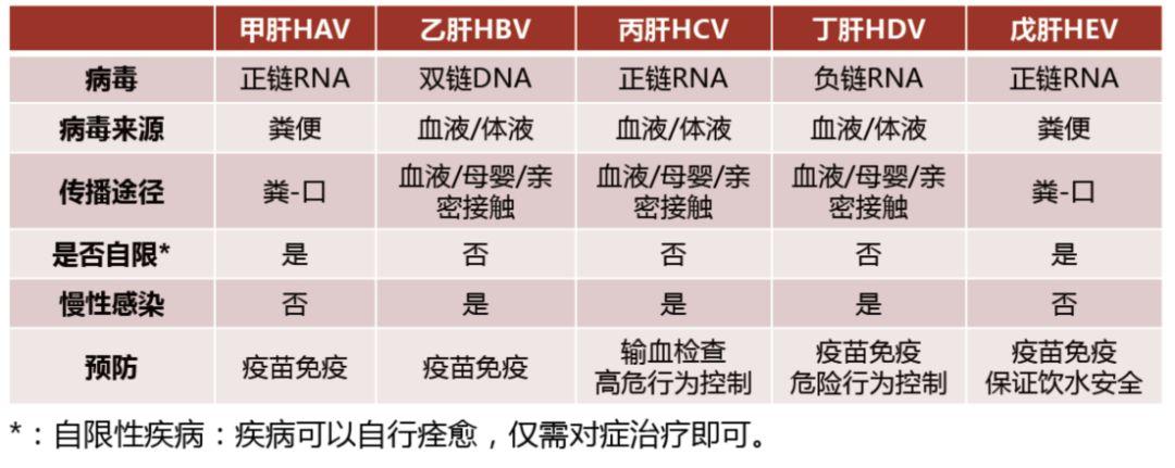 病毒性肝炎的典型症状是什么