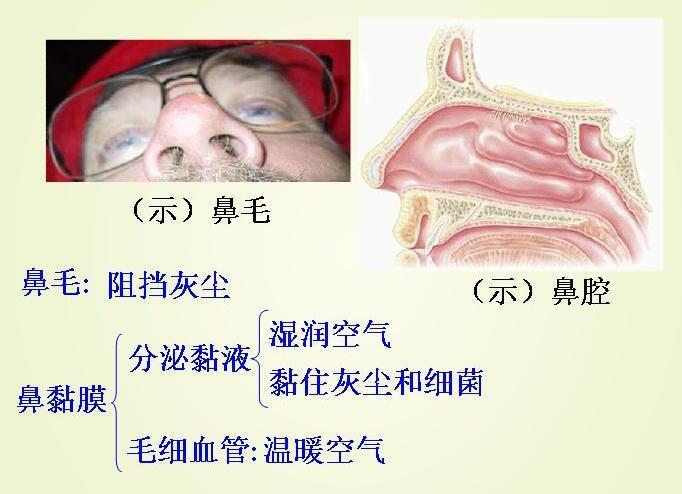 鼻毛长与吸入性过敏性鼻炎有关吗