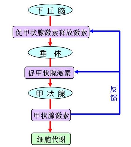 甲状腺癌导致低钾的原理