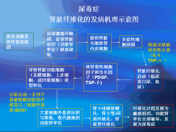 得尿毒症跟遗传有关系吗