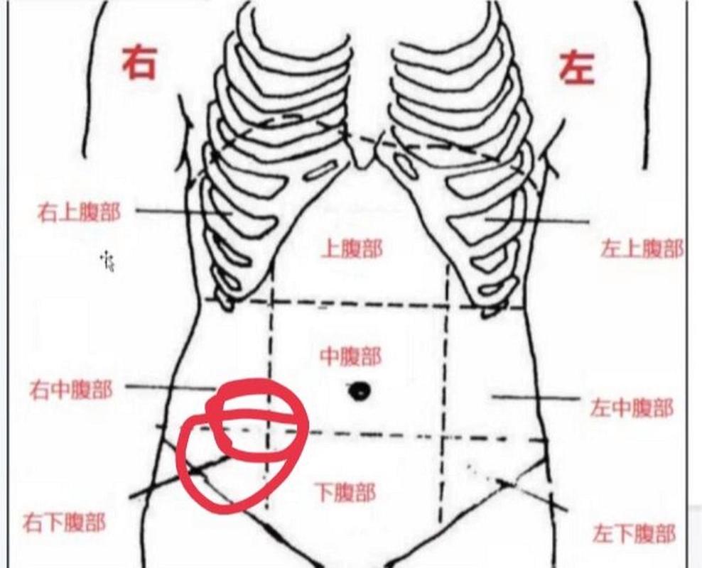 肚子右边疼不是尿毒症吧