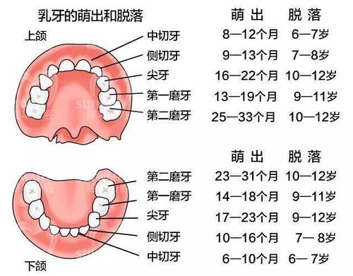 换牙时有两颗磨牙没有换