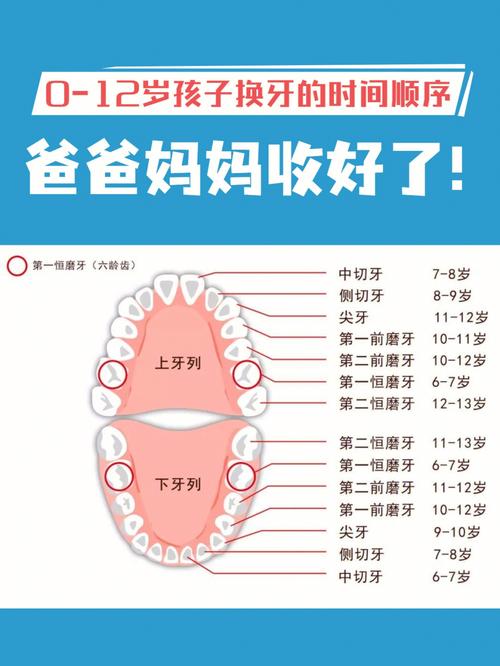 换牙时有两颗磨牙没有换