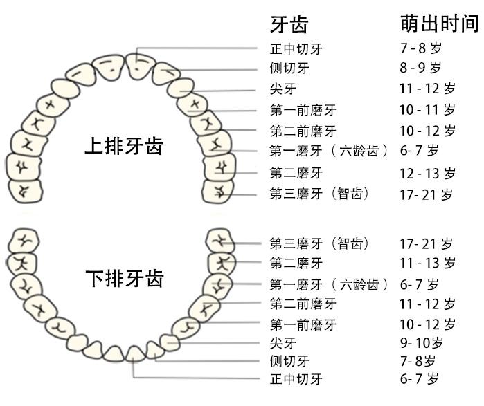 换牙时有两颗磨牙没有换