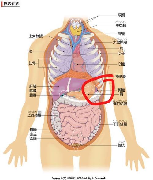 吃多了胃胀肋骨疼怎么办