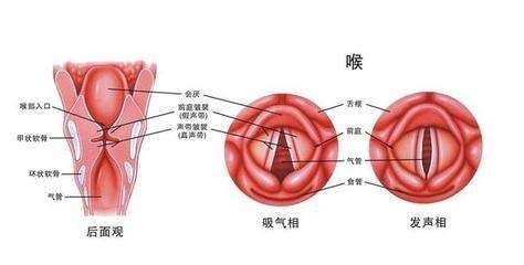 声带小结可以自愈吗