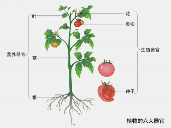 生殖器的形状与快感有关吗？