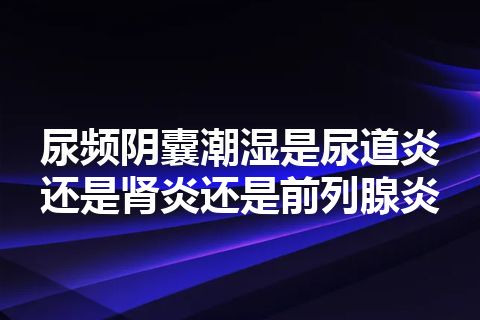 尿频阴囊潮湿是尿道炎还是肾炎还是前列腺炎